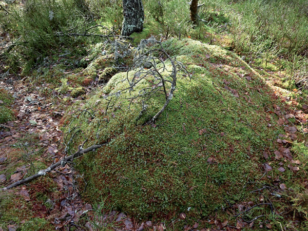 Buttes de sphaignes