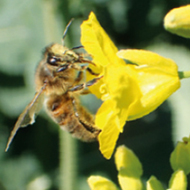 Une agriculture écologique favorable aux abeilles