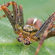 La reproduction chez les araignées : rencontres à haut risque