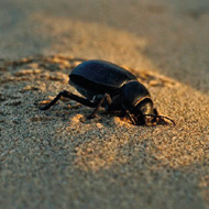 Le scarabée collecteur d'eau