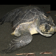 Idée fausse : les tortues marines pleurent de douleur en pondant