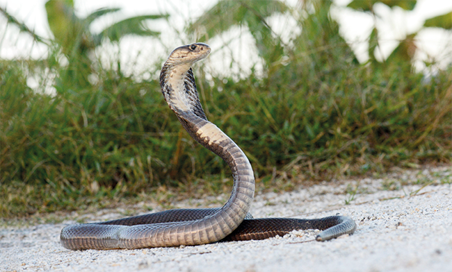 Idée fausse : les serpents aiment la musique et dansent en rythme