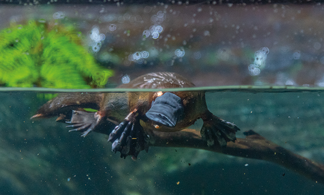 L'ornithorynque : un mammifère venimeux !