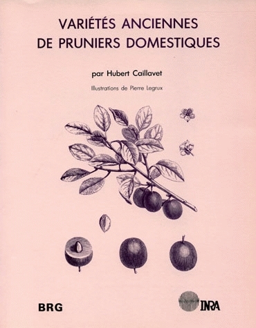 Variétés anciennes de pruniers domestiques - Hubert Caillavet - Inra