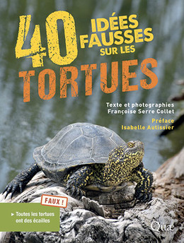 Carapace de tortue rouge de 7 à 8 227GS-0708 10UBS -  France